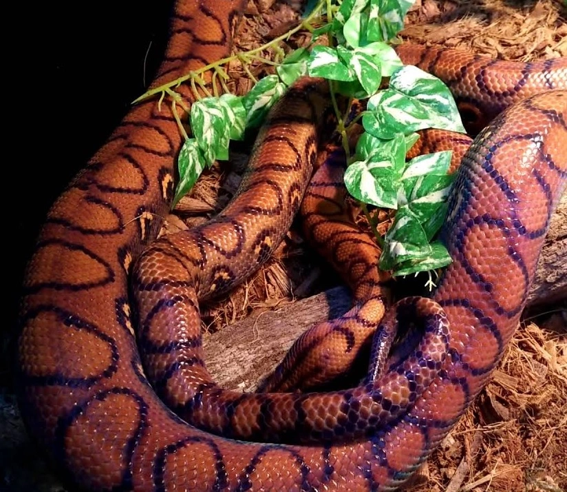 Brasiliansk rød regnbueboa (Epicrates cenchria cenchria)